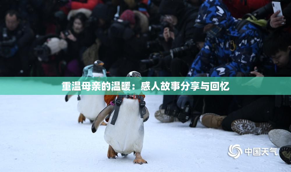 重温母亲的温暖：感人故事分享与回忆