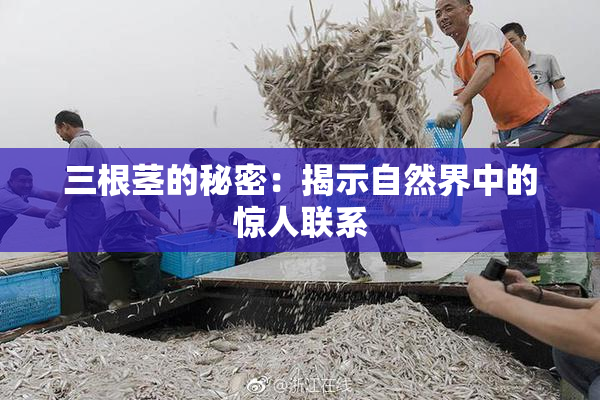 三根茎的秘密：揭示自然界中的惊人联系