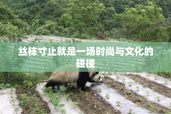 丝袜寸止就是一场时尚与文化的碰撞