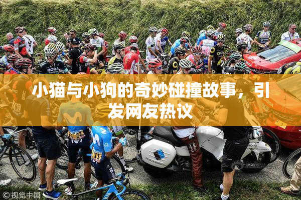 小猫与小狗的奇妙碰撞故事，引发网友热议