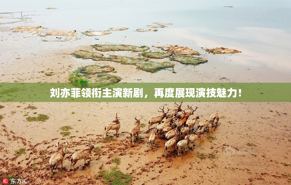 刘亦菲领衔主演新剧，再度展现演技魅力！