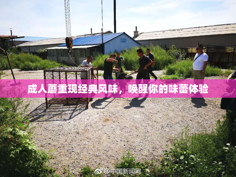 成人蘑重现经典风味，唤醒你的味蕾体验
