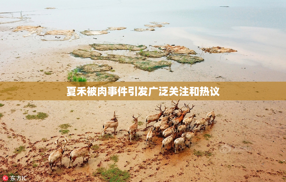夏禾被肉事件引发广泛关注和热议