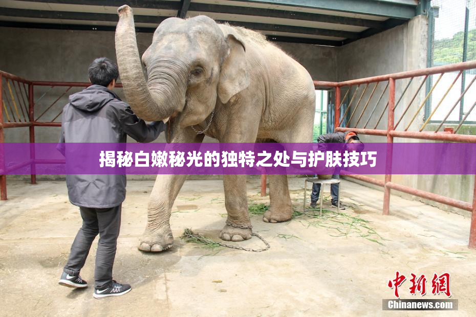 揭秘白嫩秘光的独特之处与护肤技巧