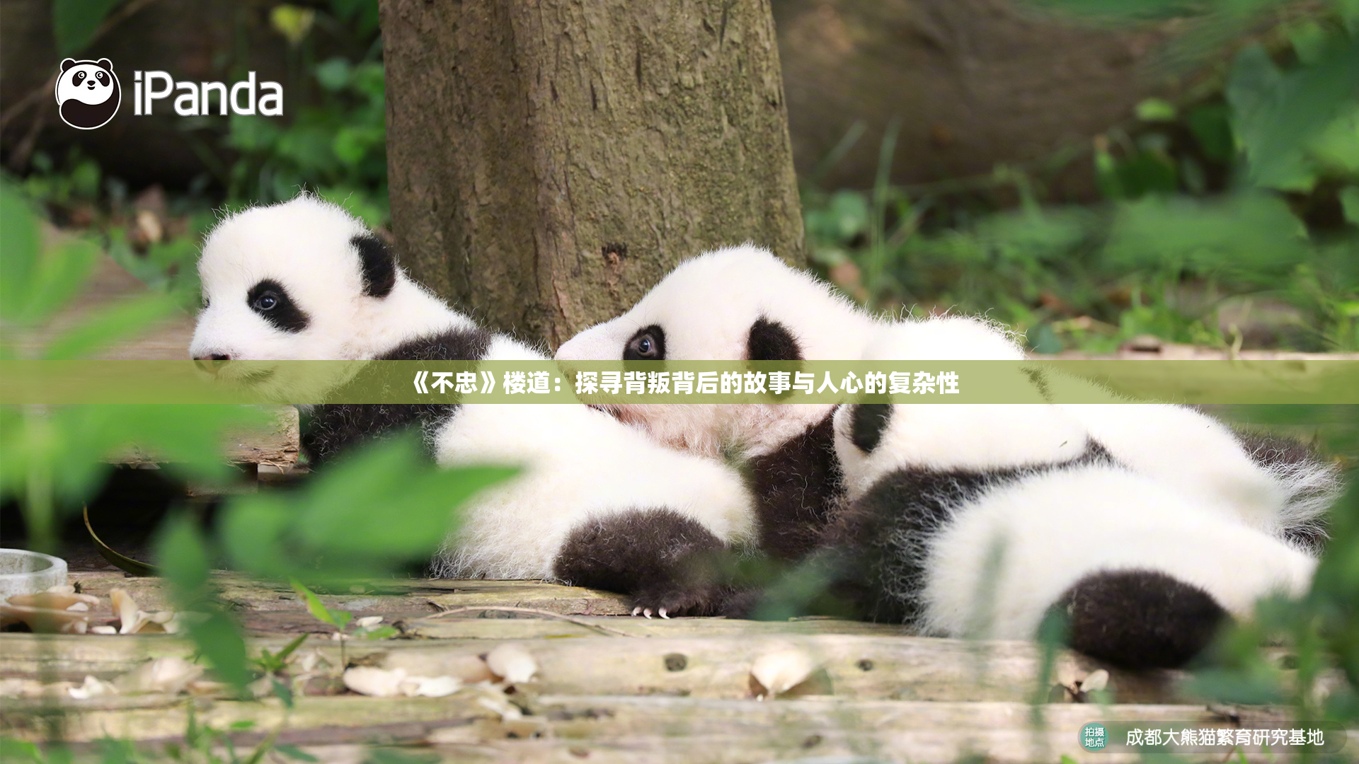 《不忠》楼道：探寻背叛背后的故事与人心的复杂性