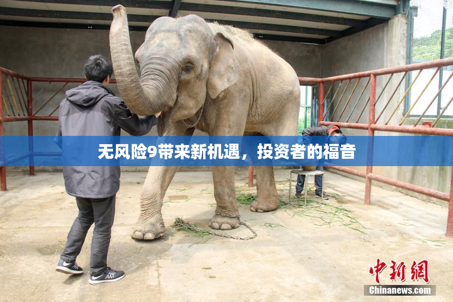 无风险9带来新机遇，投资者的福音