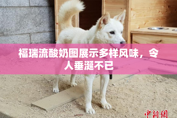 福瑞流酸奶图展示多样风味，令人垂涎不已