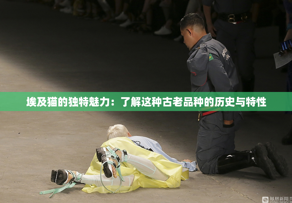 埃及猫的独特魅力：了解这种古老品种的历史与特性