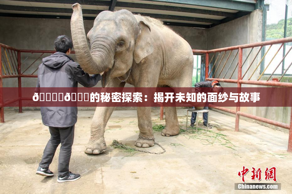 🔞‌🍌的秘密探索：揭开未知的面纱与故事