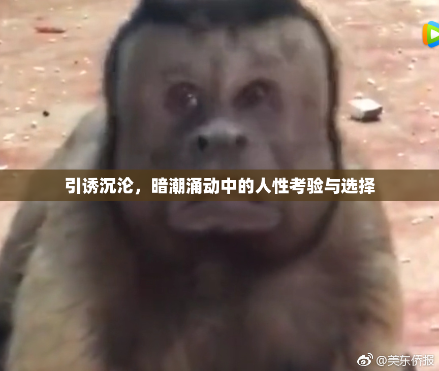 引诱沉沦，暗潮涌动中的人性考验与选择