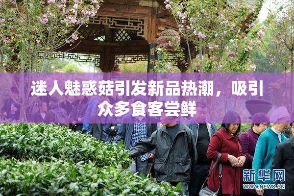 迷人魅惑菇引发新品热潮，吸引众多食客尝鲜