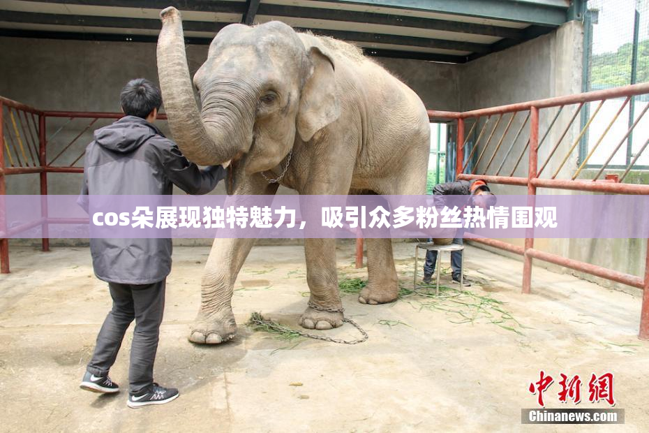 cos朵展现独特魅力，吸引众多粉丝热情围观