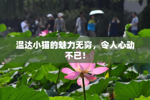 温达小猫的魅力无穷，令人心动不已！