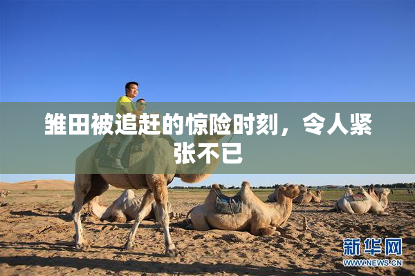 雏田被追赶的惊险时刻，令人紧张不已