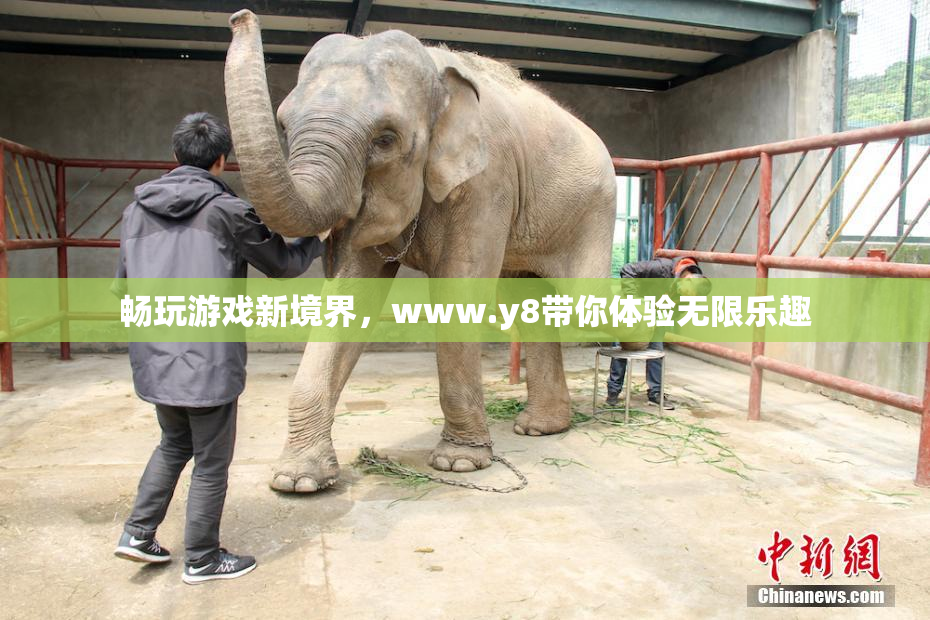 畅玩游戏新境界，www.y8带你体验无限乐趣