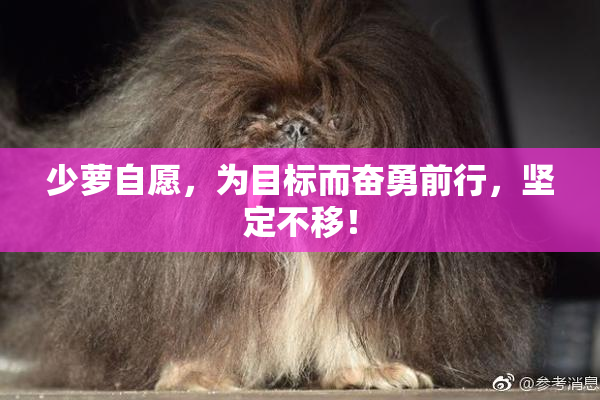 少萝自愿，为目标而奋勇前行，坚定不移！