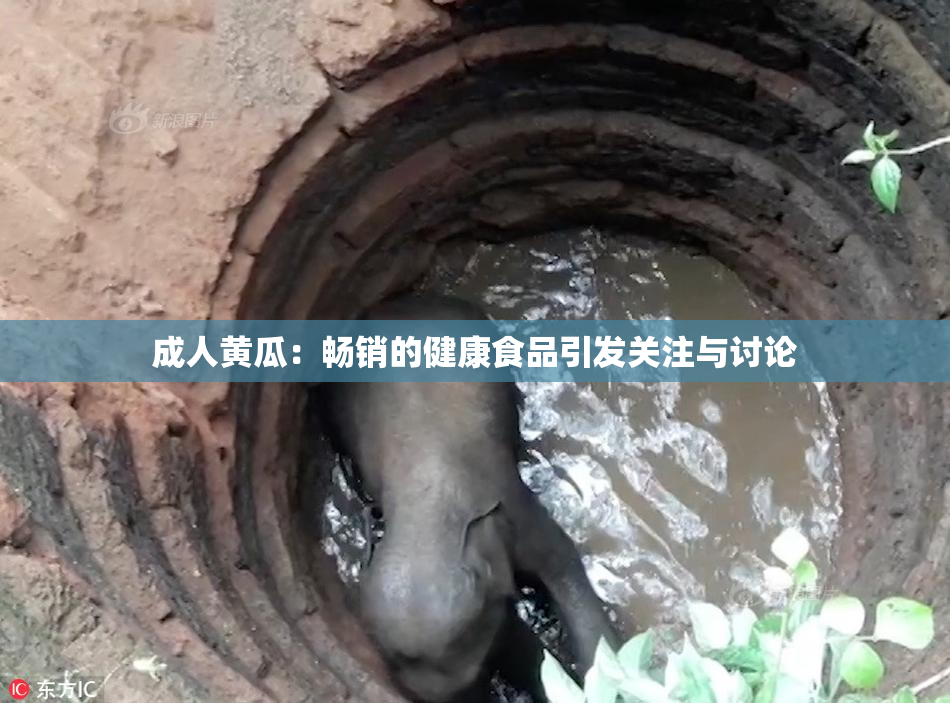 成人黄瓜：畅销的健康食品引发关注与讨论
