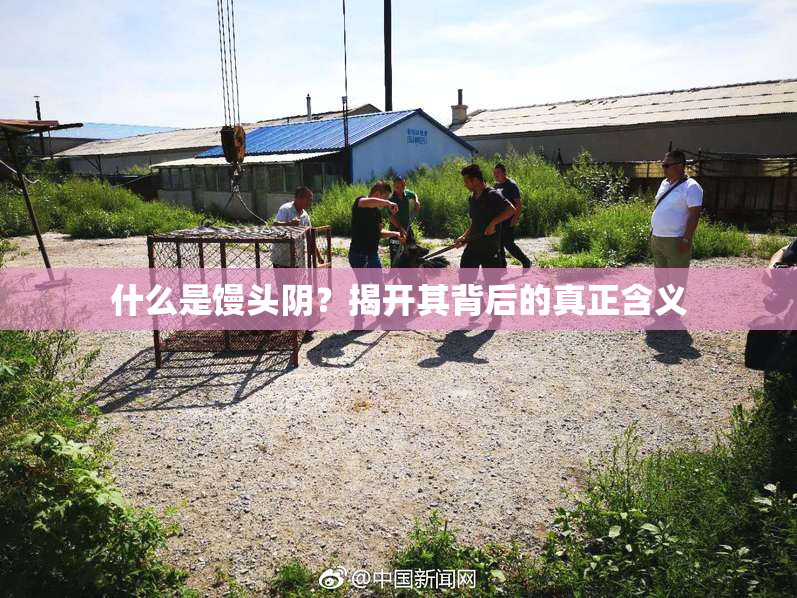 什么是馒头阴？揭开其背后的真正含义