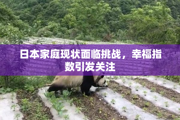 日本家庭现状面临挑战，幸福指数引发关注