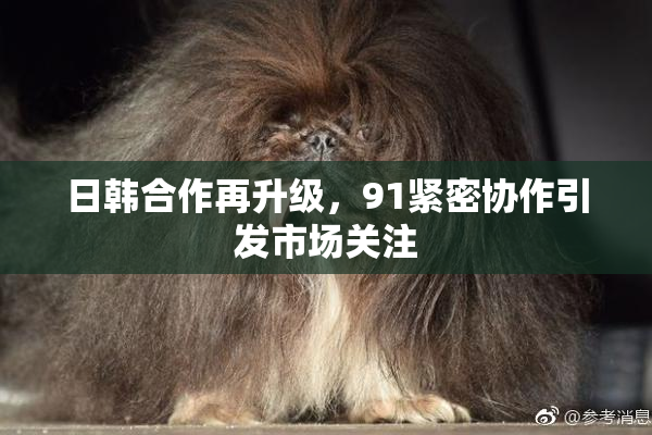日韩合作再升级，91紧密协作引发市场关注