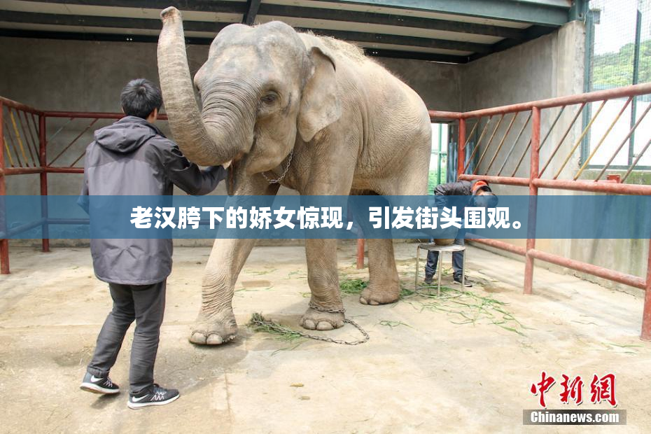 老汉胯下的娇女惊现，引发街头围观。