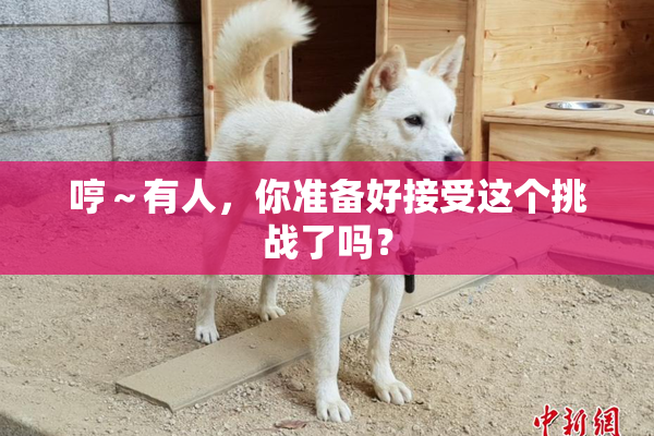 哼～有人，你准备好接受这个挑战了吗？