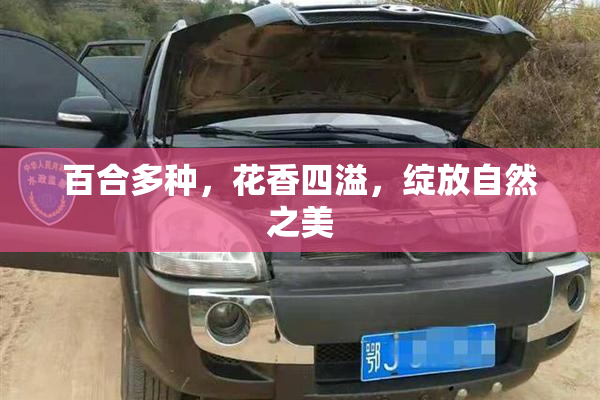 百合多种，花香四溢，绽放自然之美
