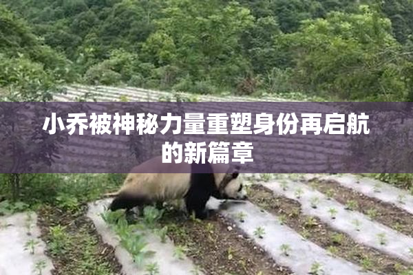 小乔被神秘力量重塑身份再启航的新篇章