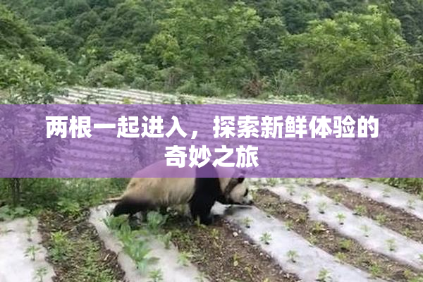 两根一起进入，探索新鲜体验的奇妙之旅