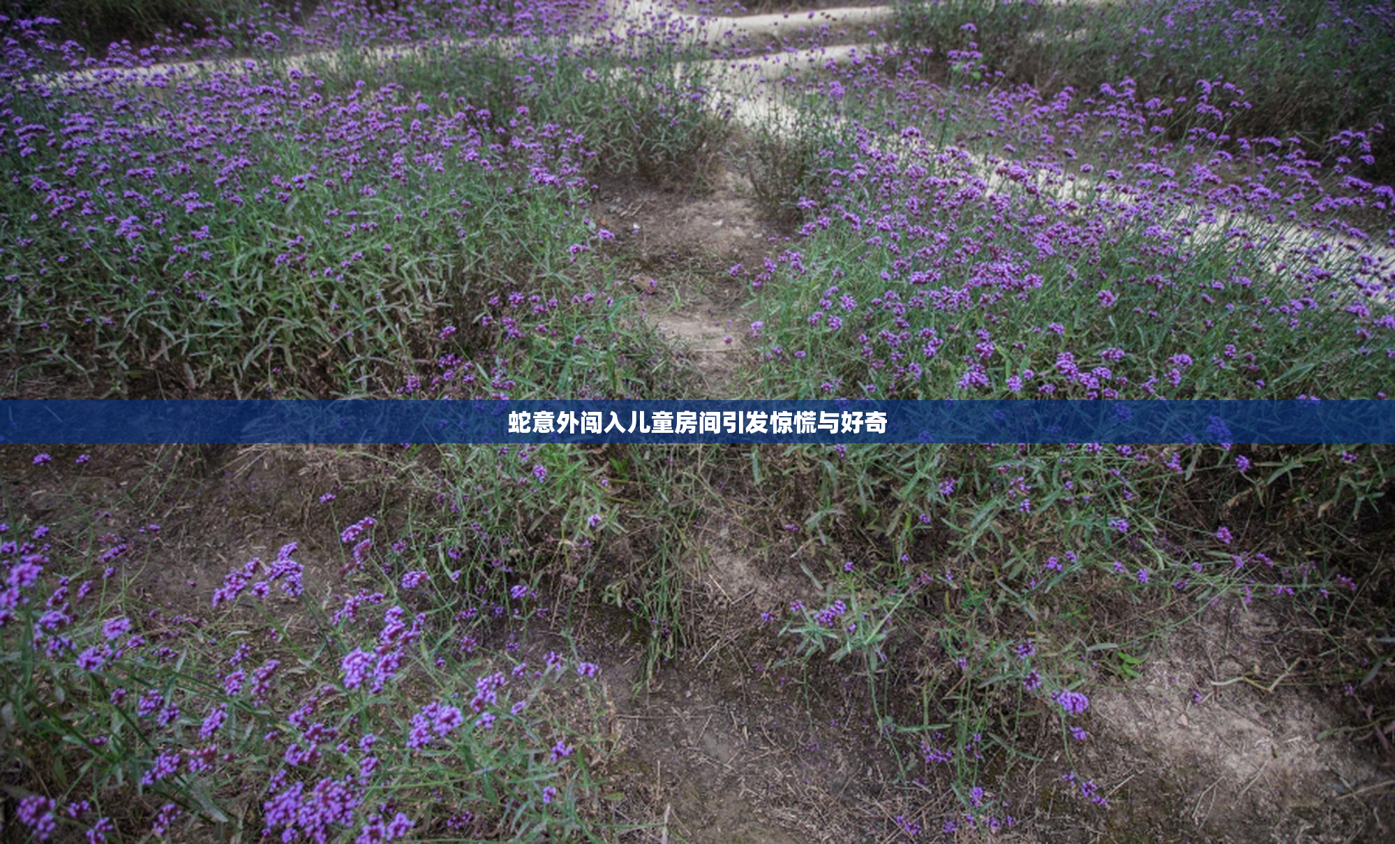 蛇意外闯入儿童房间引发惊慌与好奇