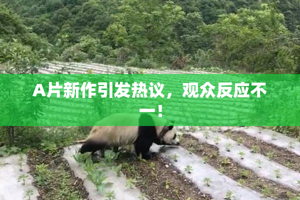A片新作引发热议，观众反应不一！