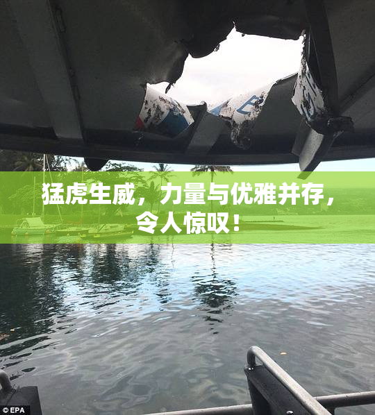 猛虎生威，力量与优雅并存，令人惊叹！