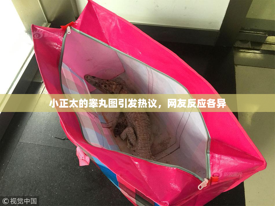 小正太的睾丸图引发热议，网友反应各异