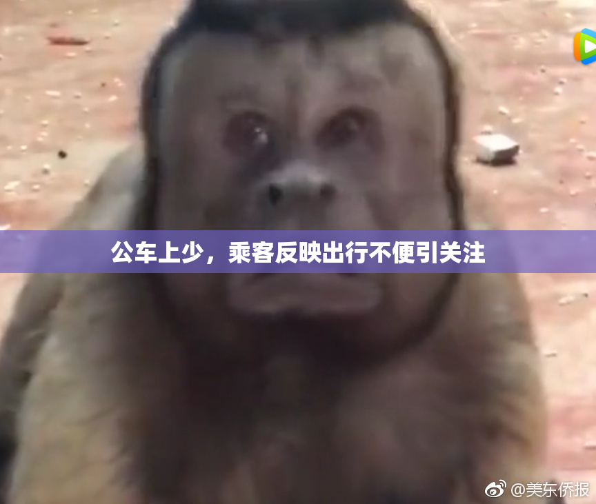 公车上少，乘客反映出行不便引关注