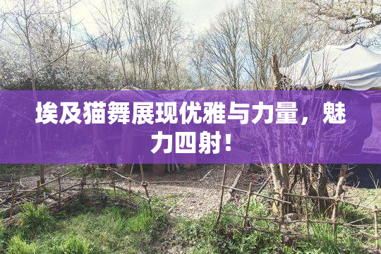 埃及猫舞展现优雅与力量，魅力四射！