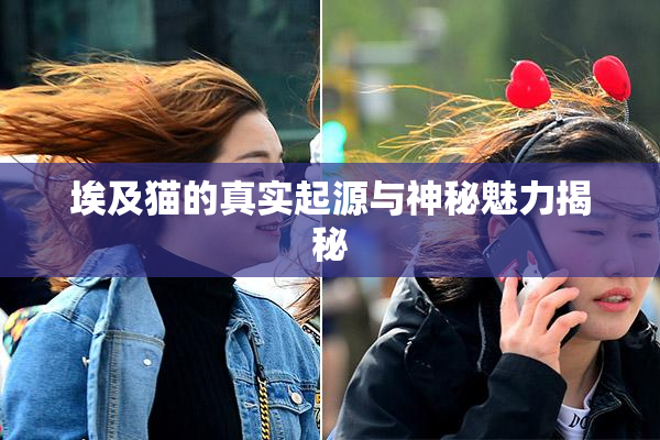 埃及猫的真实起源与神秘魅力揭秘