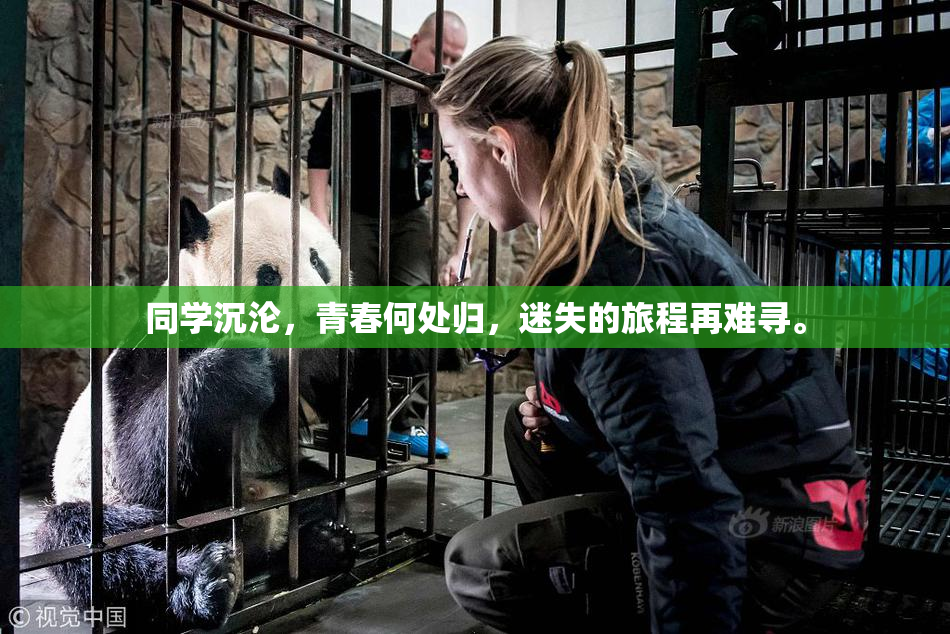 同学沉沦，青春何处归，迷失的旅程再难寻。