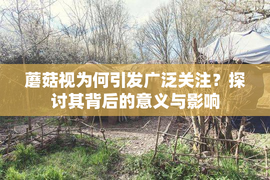 蘑菇视为何引发广泛关注？探讨其背后的意义与影响