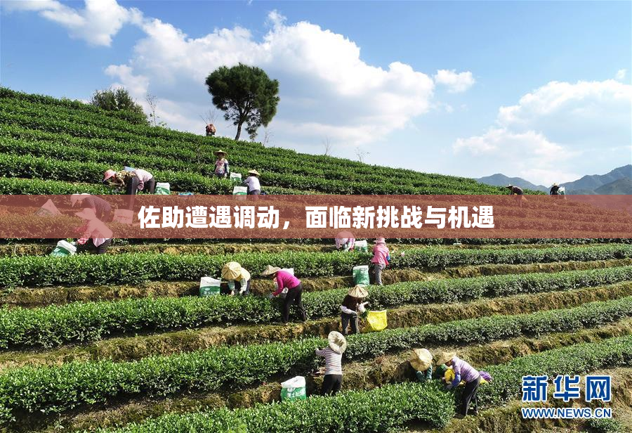 佐助遭遇调动，面临新挑战与机遇