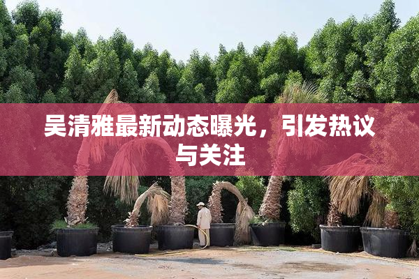 吴清雅最新动态曝光，引发热议与关注