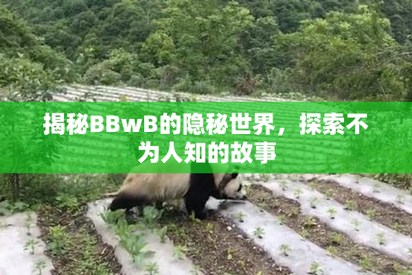 揭秘BBwB的隐秘世界，探索不为人知的故事