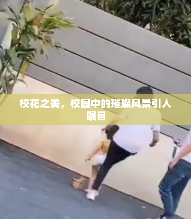 校花之美,校园中的璀璨风景引人瞩目
