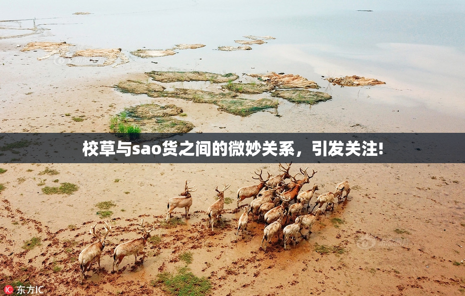 校草与sao货之间的微妙关系，引发关注!