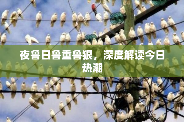 夜鲁日鲁重鲁狠，深度解读今日热潮