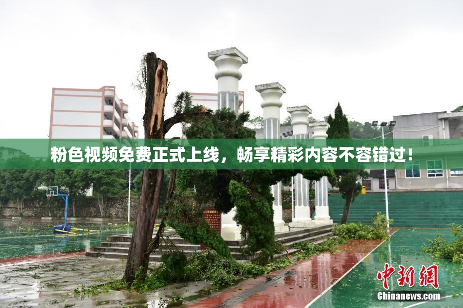粉色视频免费正式上线，畅享精彩内容不容错过！