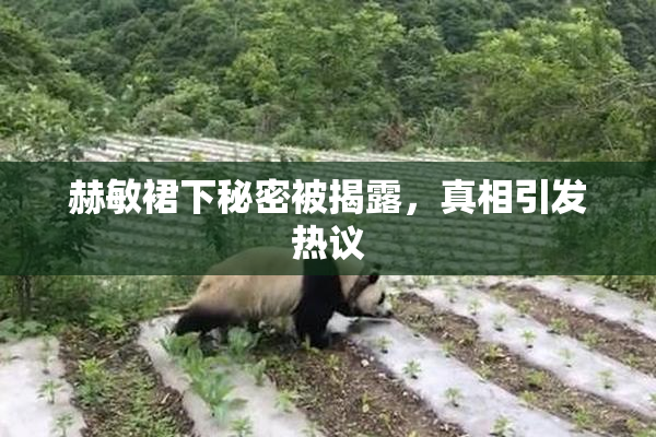 赫敏裙下秘密被揭露，真相引发热议