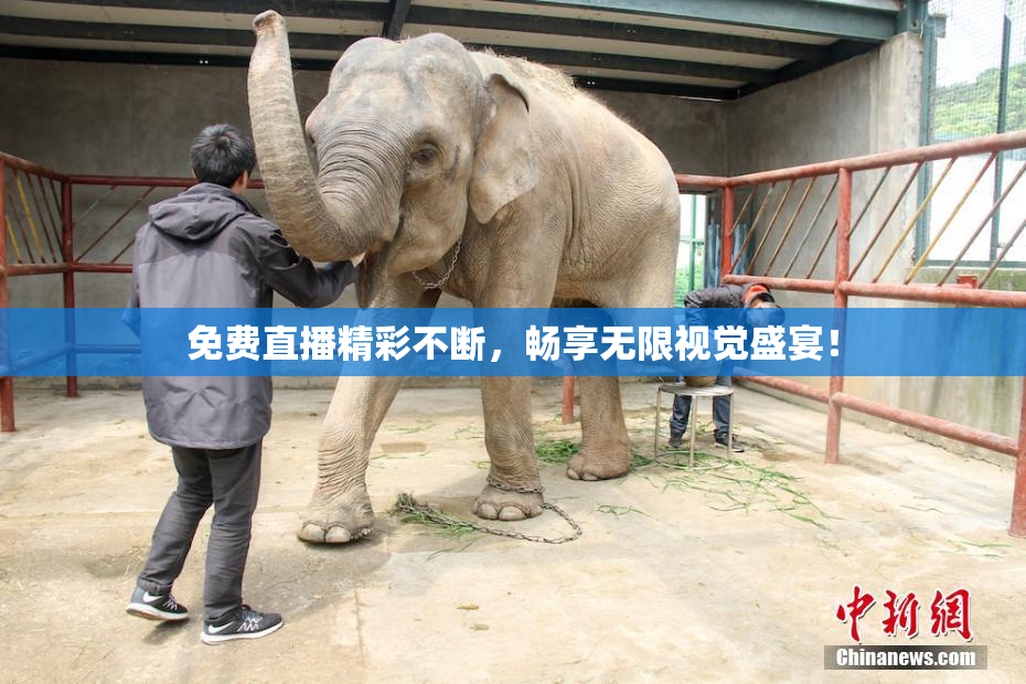 免费直播精彩不断，畅享无限视觉盛宴！