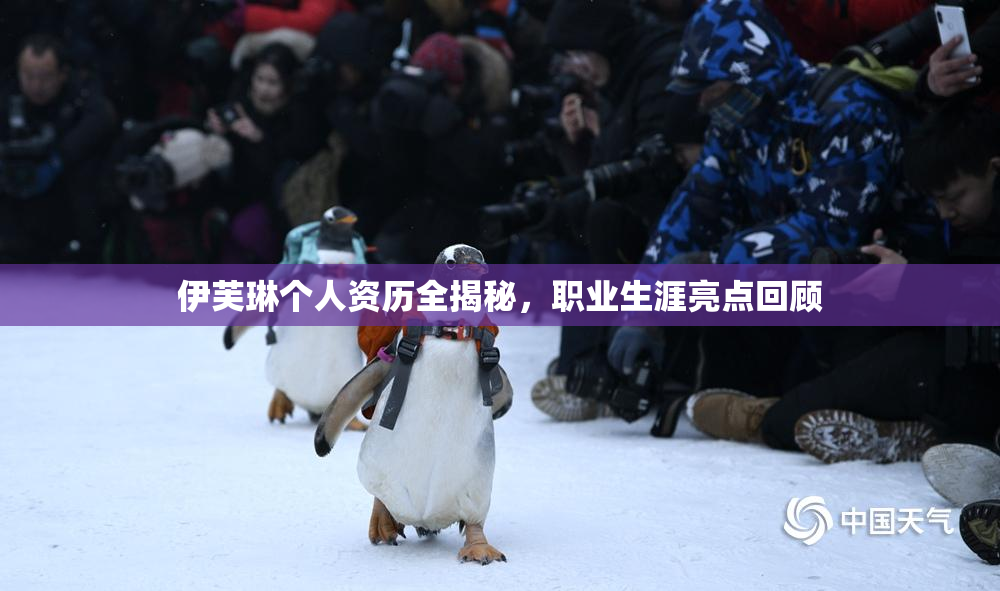 伊芙琳个人资历全揭秘，职业生涯亮点回顾