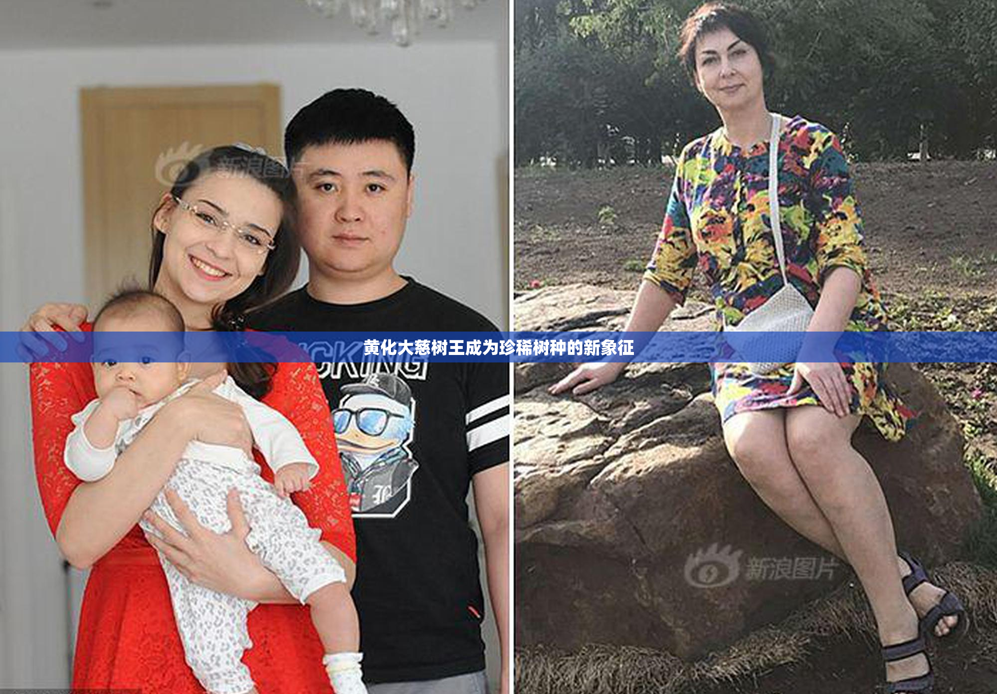 黄化大慈树王成为珍稀树种的新象征