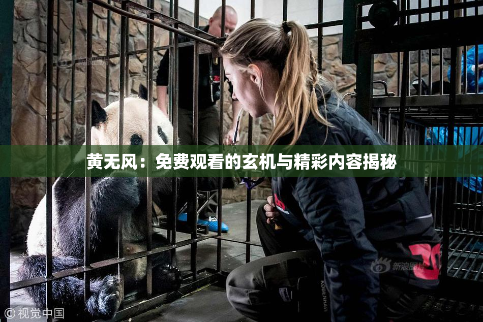 黄无风：免费观看的玄机与精彩内容揭秘